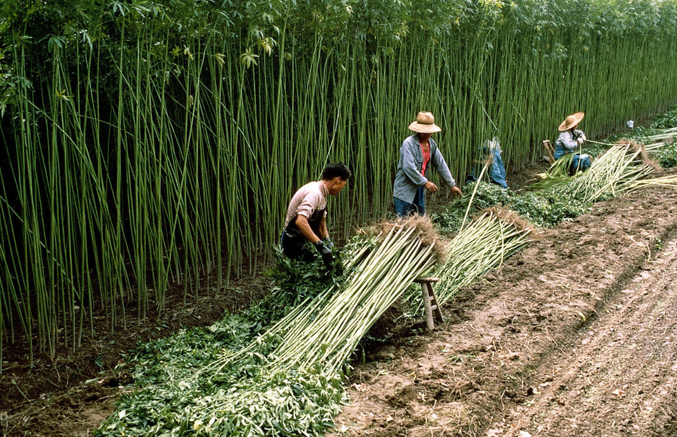 Plantación y producción de cáñamo en China