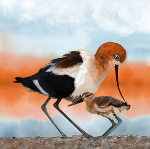 Avocet's Carrot Top