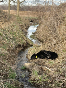 Cow 2