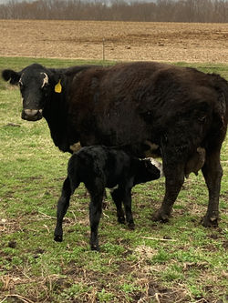 Cow 1