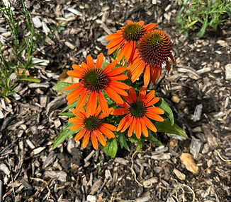 WhatsApp Image 2025-08-06 at 21.41.51 (1).jpeg