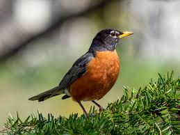 North Wind & the Robin Duet