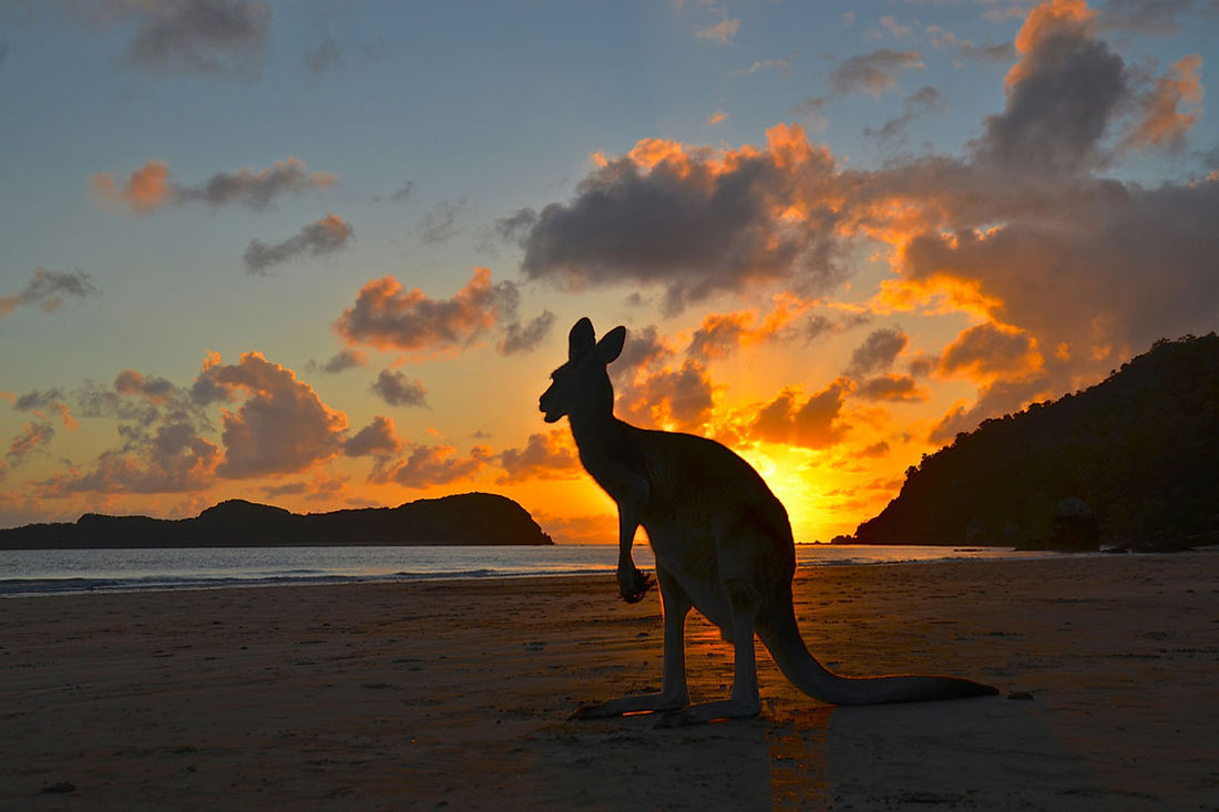 queensland-kangaroo.jpg