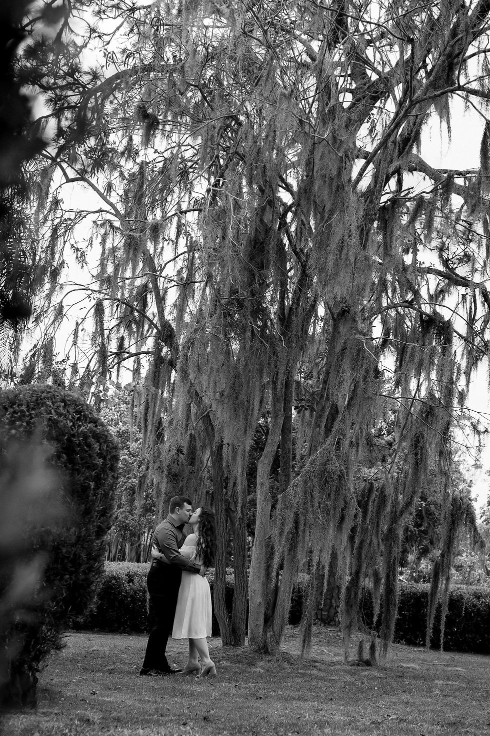 A couple kisses beneath a large tree with hanging moss in a park setting. The scene is in black and white, creating a romantic mood.surprise proposal, central Florida