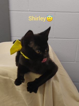 Shirley 2.png