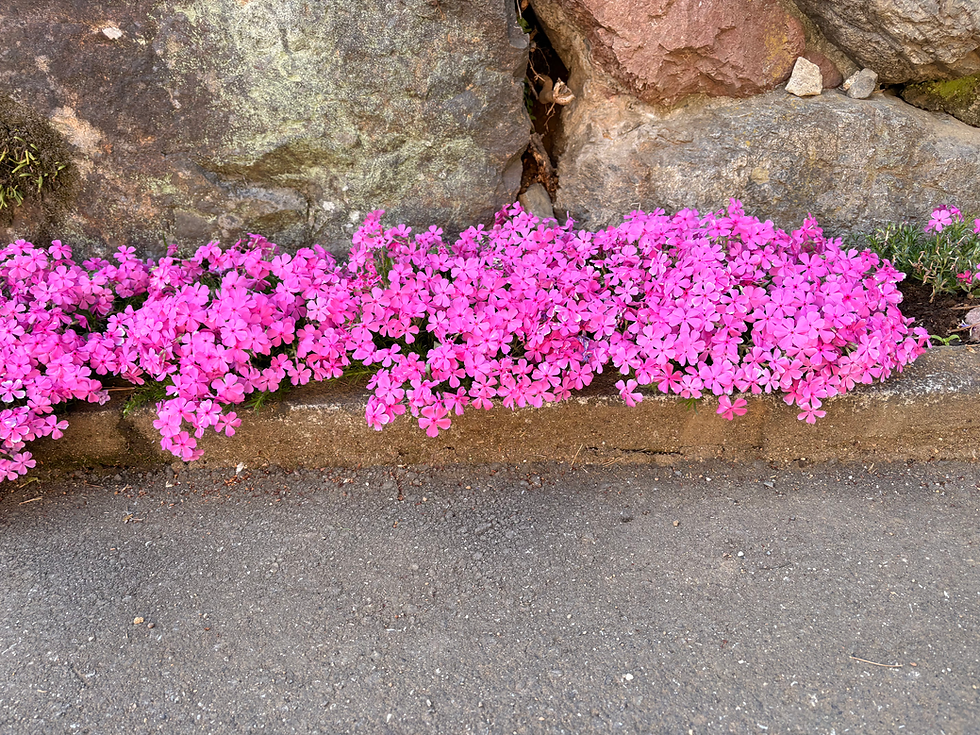 Check these amazing flowers by the side of the road!