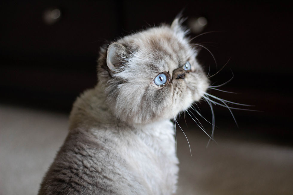 Marvyn the Cat by Kaitlynn Stone @MessyMarvyn
