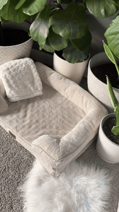 cat bed gif.gif