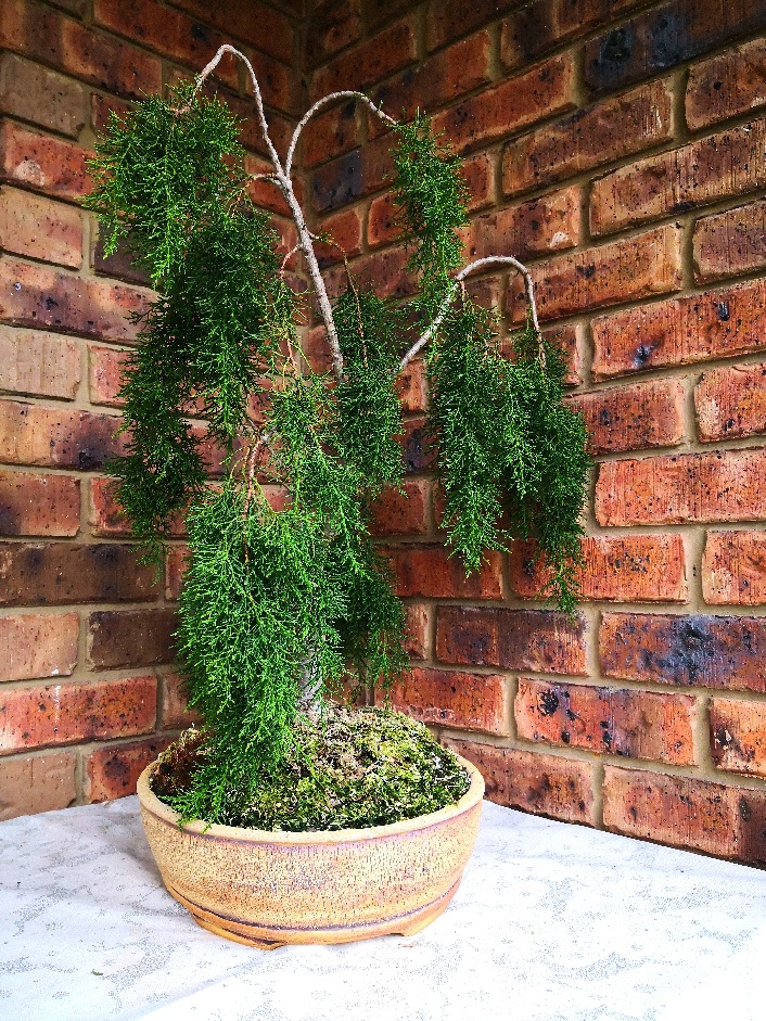 Michael M's Huon Pine