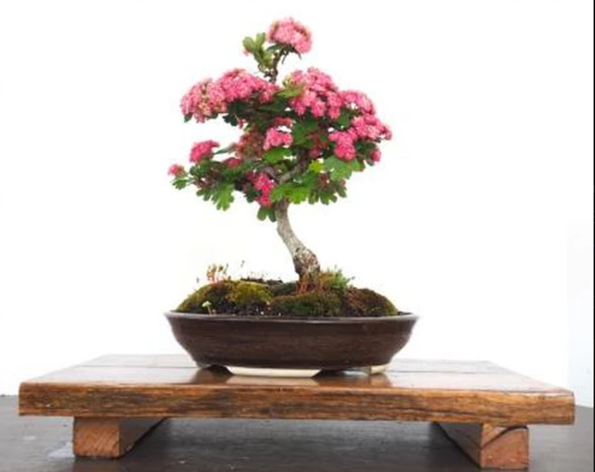 Handmade Bonsai Pots Australia Murrumbung Studio Ceramics