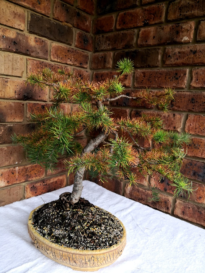 Michael M's larch
