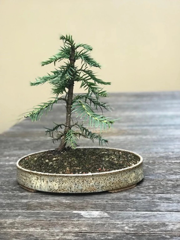 Handmade Bonsai Pots Australia Murrumbung Studio Ceramics