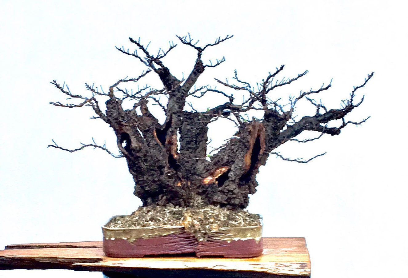 Handmade Bonsai Pots Australia Murrumbung Studio Ceramics