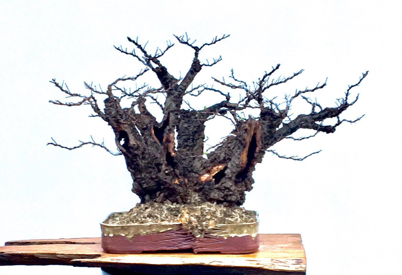 2017 - David's Elm