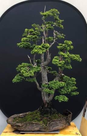 Hinoki Cypress freeform bark pot