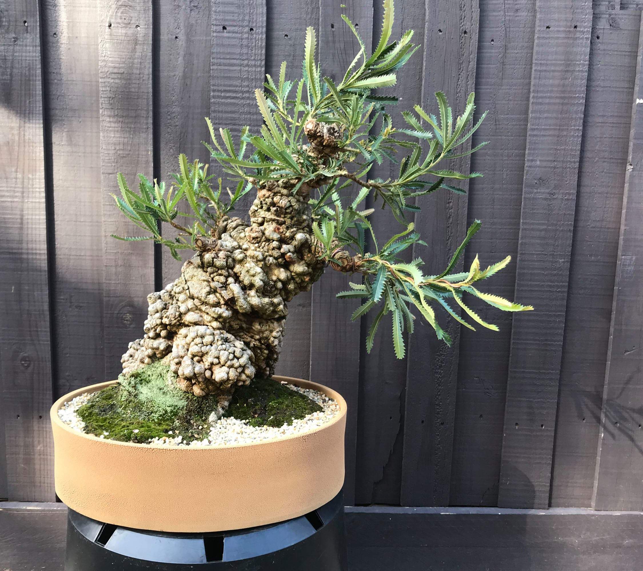 Rod V's Banksia