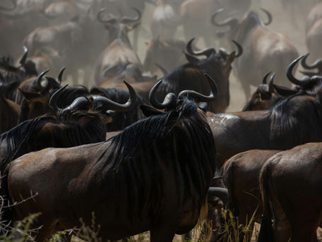 Great Migration Safari: How to Experience This Natural Wonder
