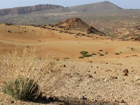 Genesis 28: God Meets Us in the Wilderness