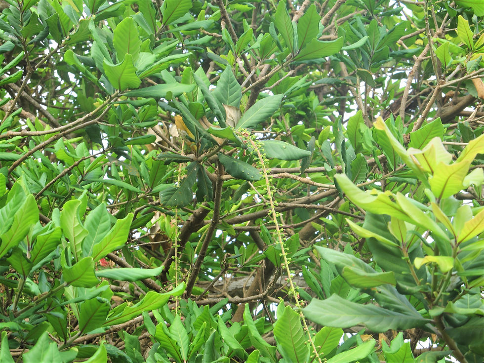 The last of the Neer Kadambu Barringtonia acutangula trees at Bahour