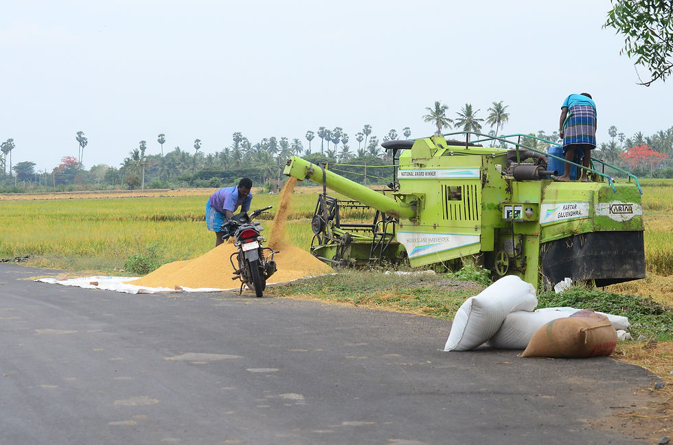 Paddy harvest and threshing is largely mechanised now - A scene from Bahour
