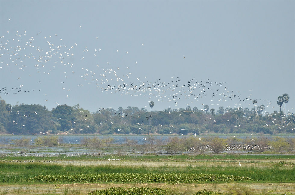 Flocks of Glossy Ibis and Egrets which choose to roost in the mid-Lake scrub