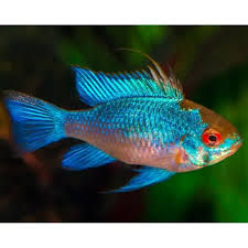 Ramirezi electric blue