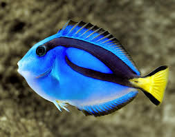 Pez "Dory"