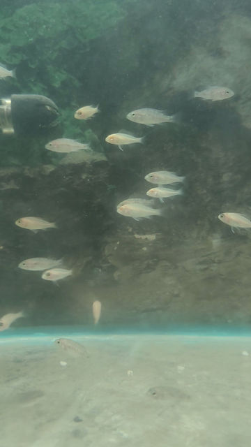 Cíclidos africanos pequeños