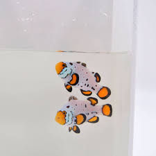 Pez payaso copo de nieve