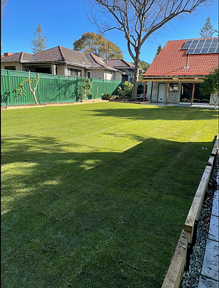 Freshly laid green grass in a back garden