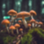 mushrooms