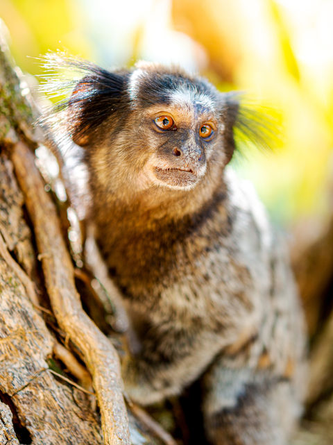 Mico, espécie que pode ser encontrada nos arredores do clube campestre Gremig.