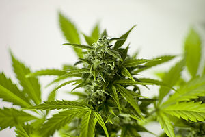 Pot-Leaf-Flora-Hash-Marijuana-Cannabis-3