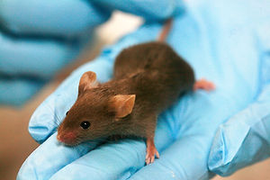 Lab_mouse_mg_3263.jpg