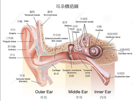 耳聾、中耳炎