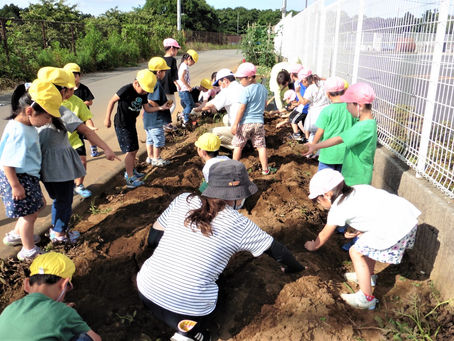 じゃがいも掘りました♪