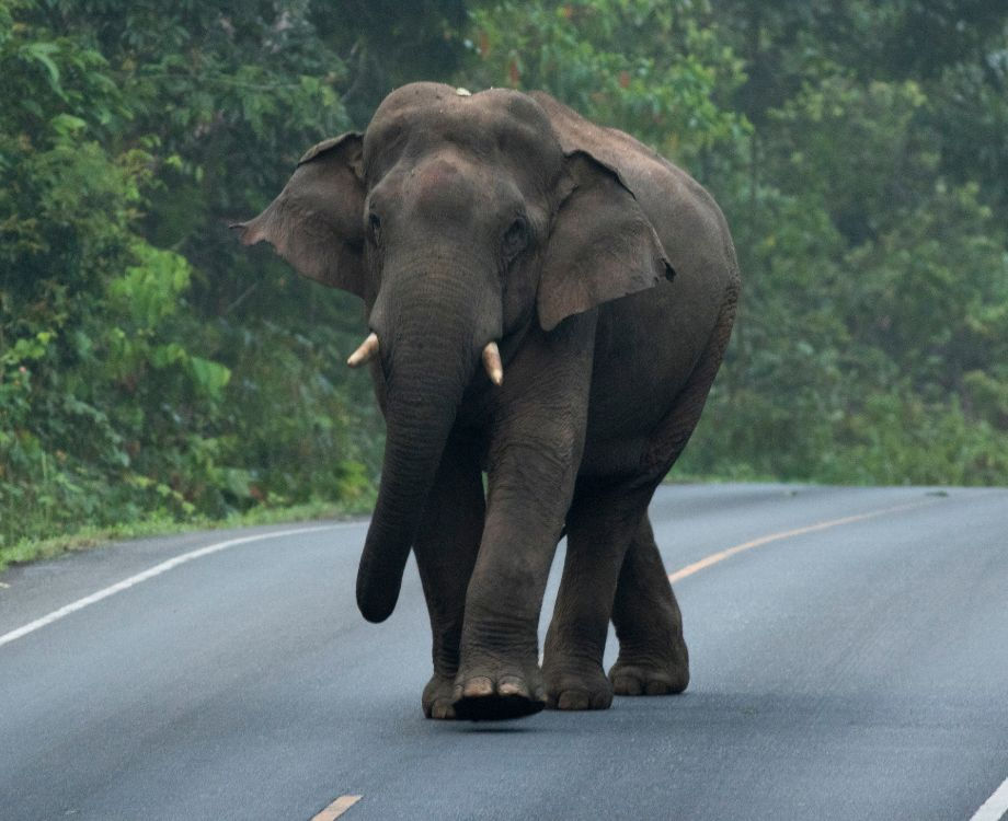 <a href="URL"> Khao Yai National Park</a