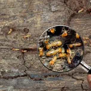 How Often Should You Get a Termite Inspection in Southern California? 
