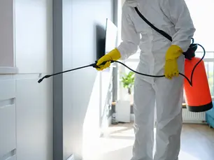 Termite Treatment in Anaheim, CA: Complete Guide for Homeowners