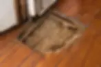 termites in hardwood floors
