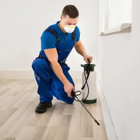 school safe pest control glendale