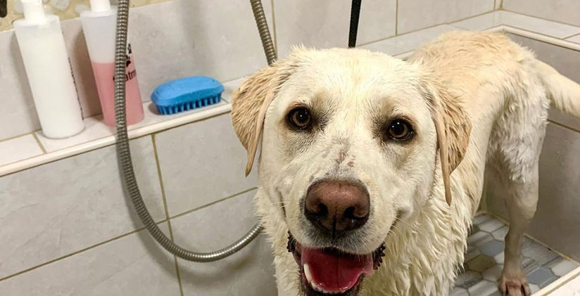 White English Lab getting a bath in Paw by Paw Dog Training's self-wash station