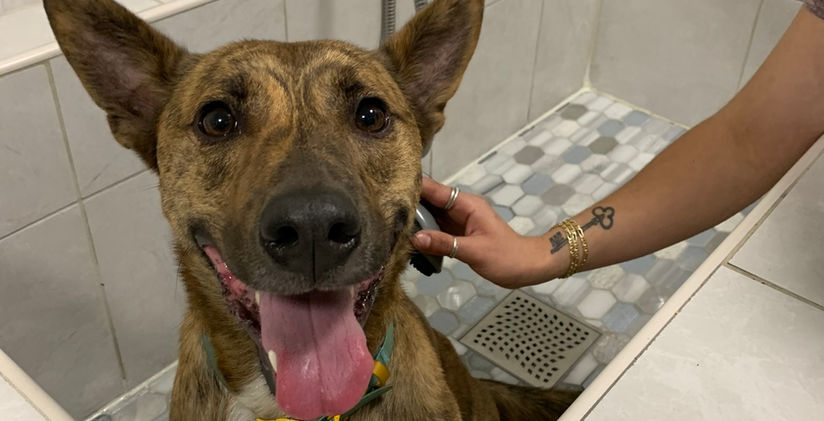 Happy dog gets a bath in Paw by Paw Dog Training's self-wash bathtub.