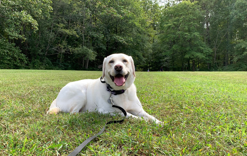 OffLeash Training Paw by Paw Dog Training