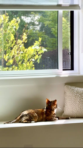 Cat laying by the open window, relaxing while cat sitter visits in Port Moody.