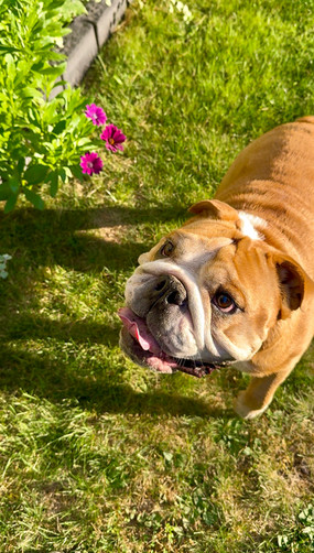 Dog seeming to smile by some flowers.