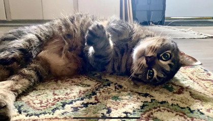 Cute photo of a cat rolling over on it's side.