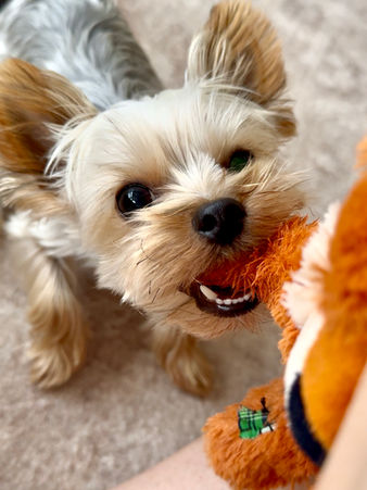 Puppy playing with toy.