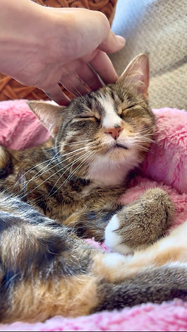 Relaxed and in bliss kitty from receiving love by the cat sitter in Port Moody, BC.