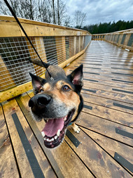 Happy dog with snout close to camera.